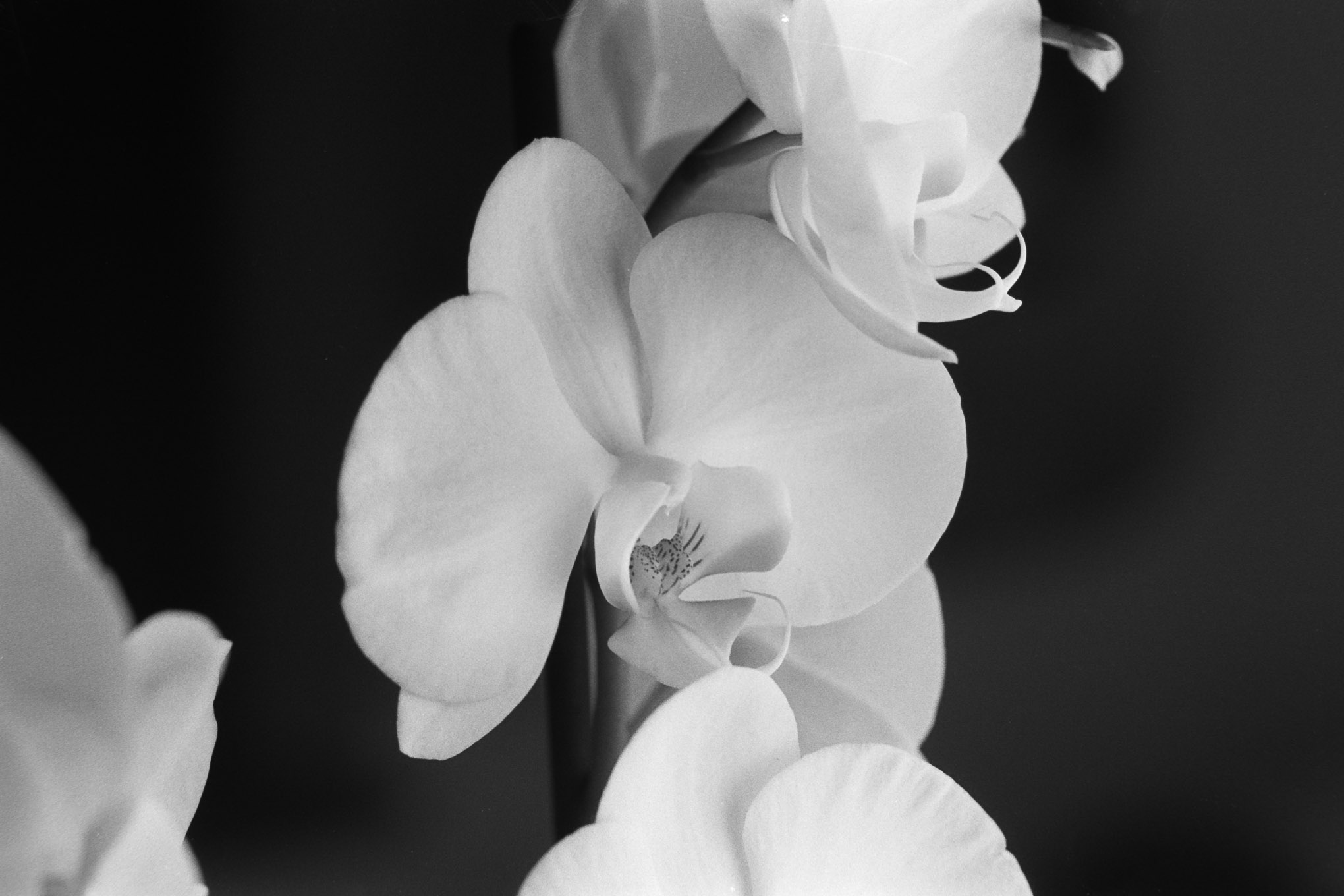 Orchids on APX100 - 1