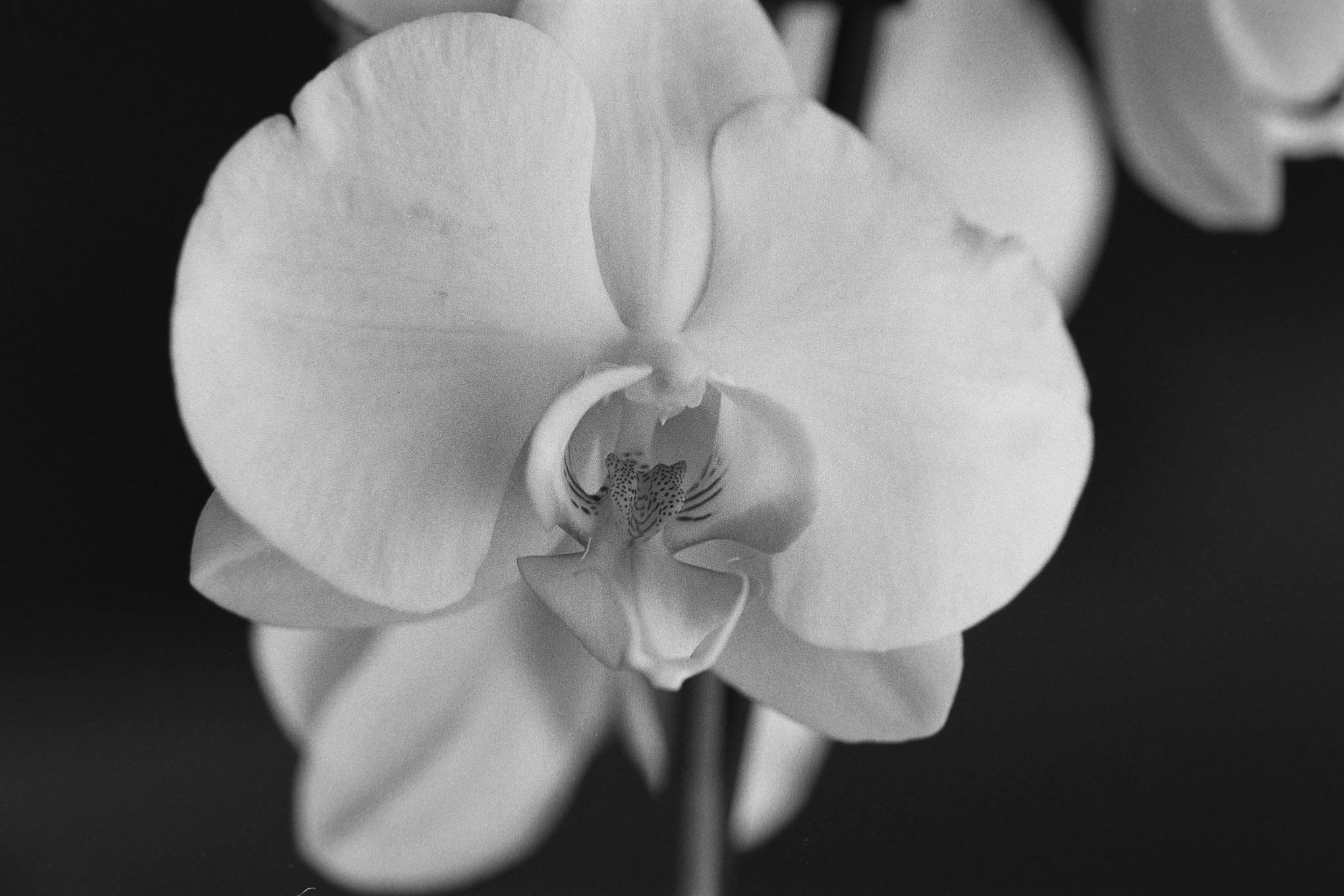 Orchids on APX100 - 10