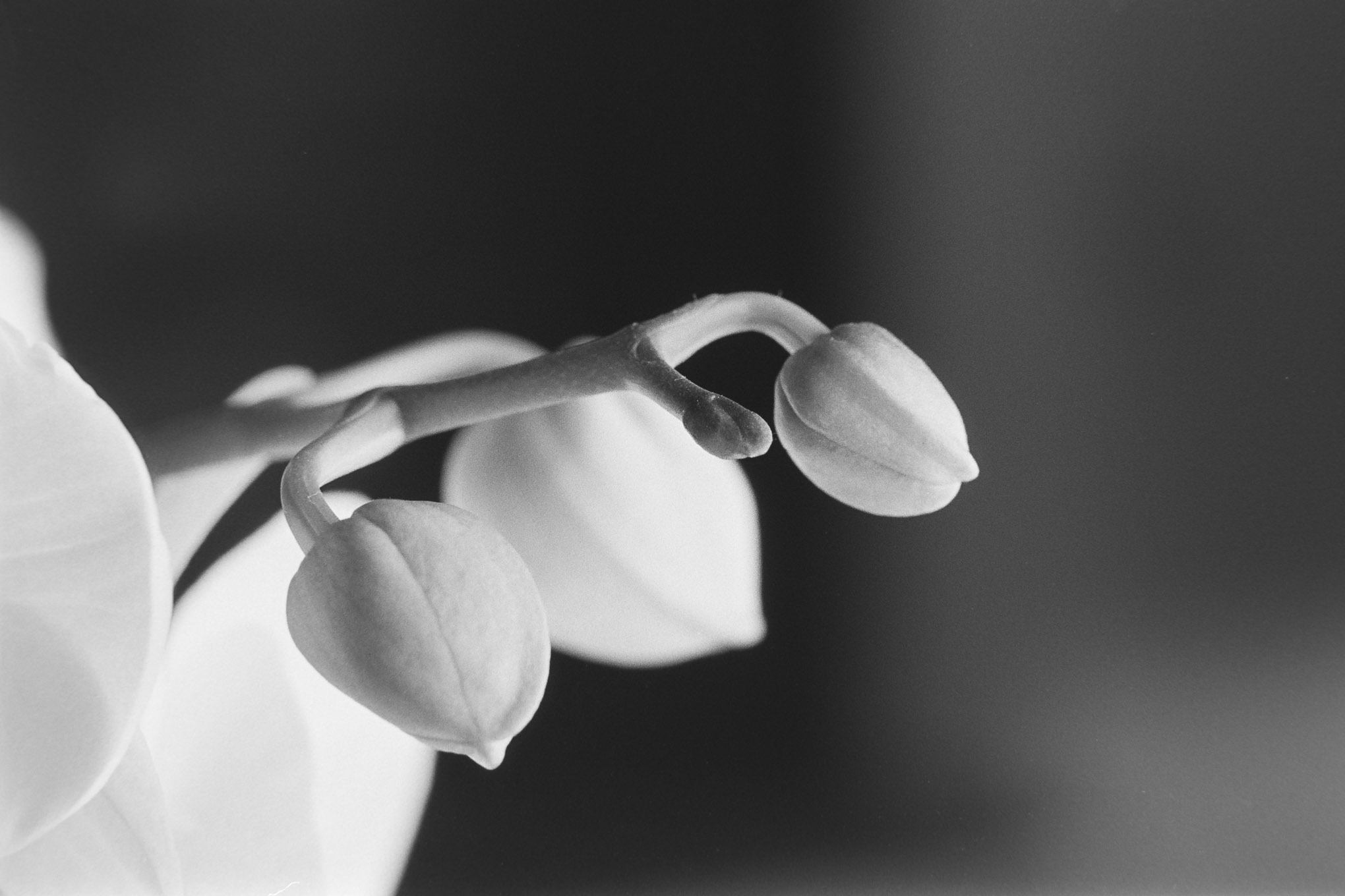 Orchids on APX100 - 11