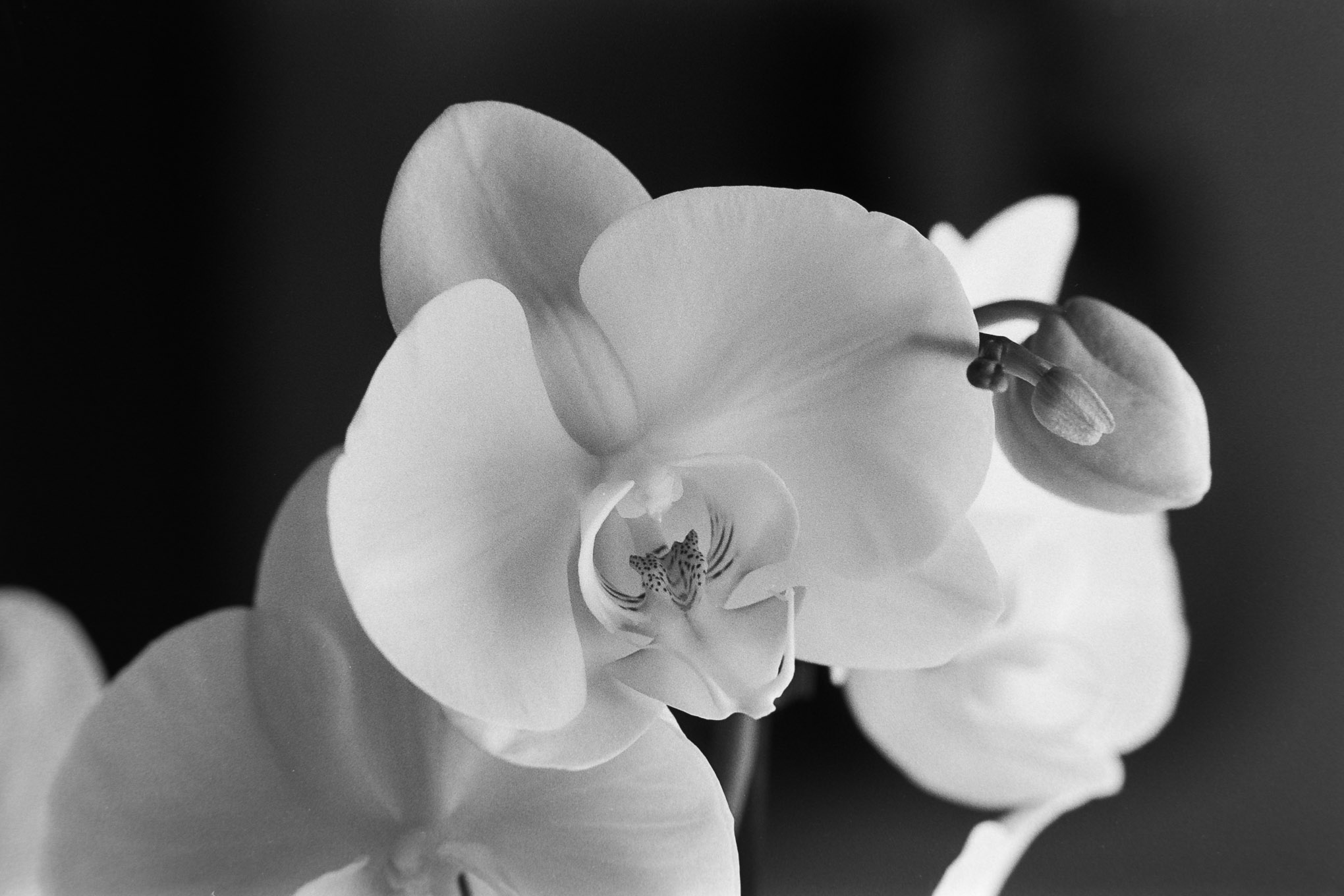 Orchids on APX100 - 2