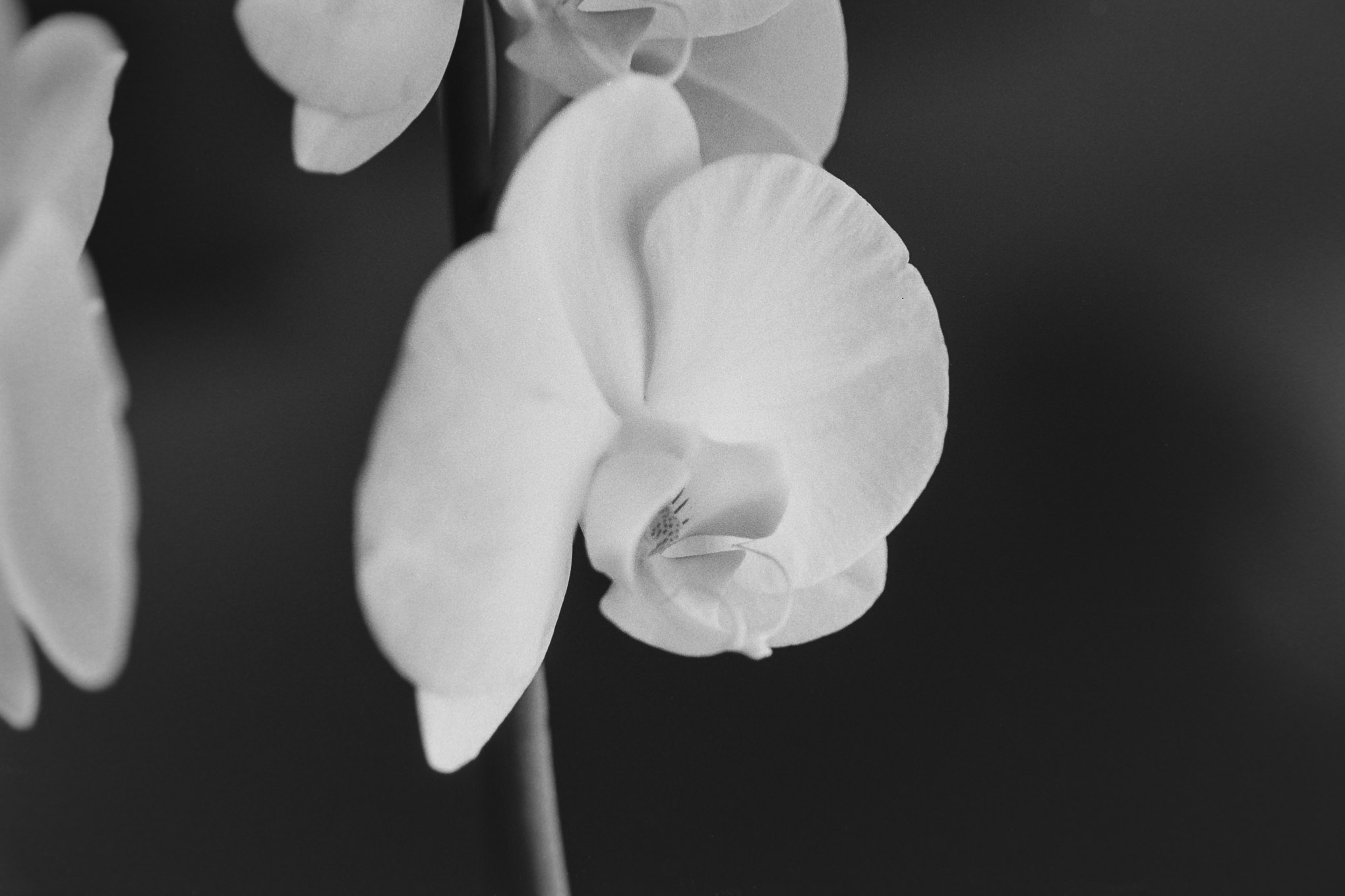 Orchids on APX100 - 3