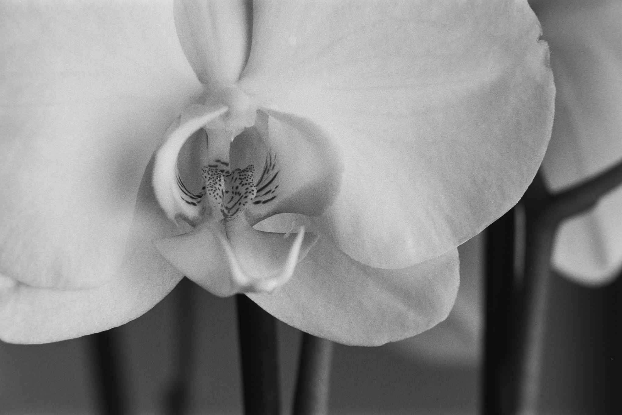 Orchids on APX100 - 4