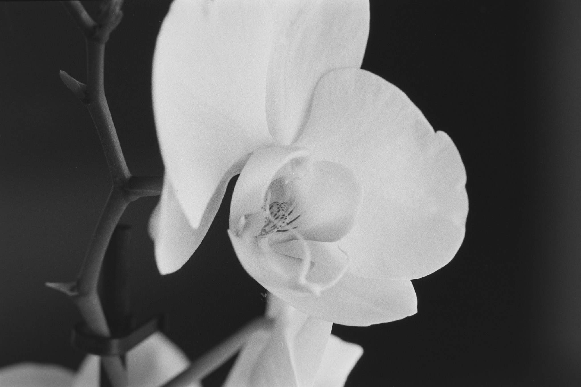 Orchids on APX100 - 5