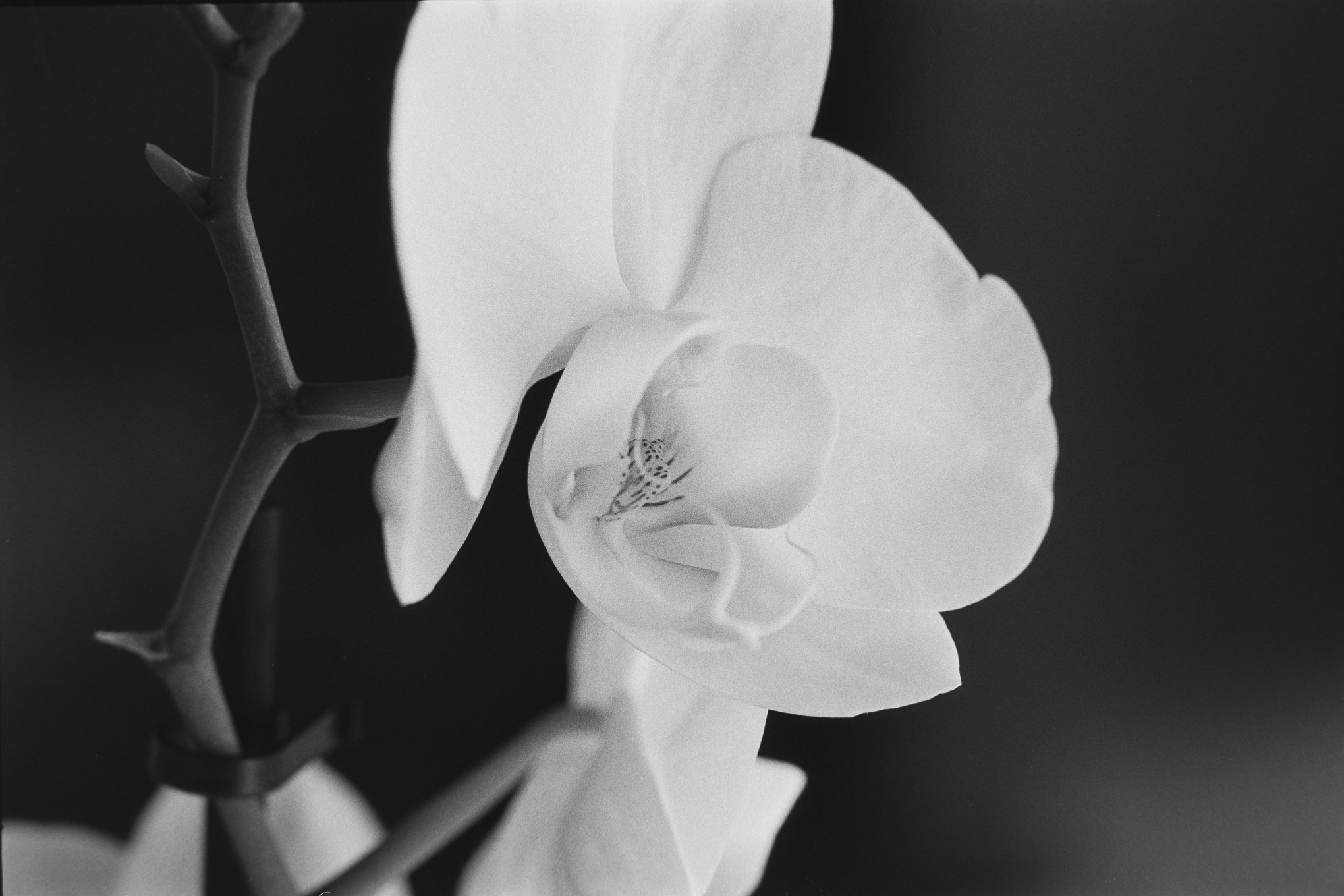 Orchids on APX100 - 6