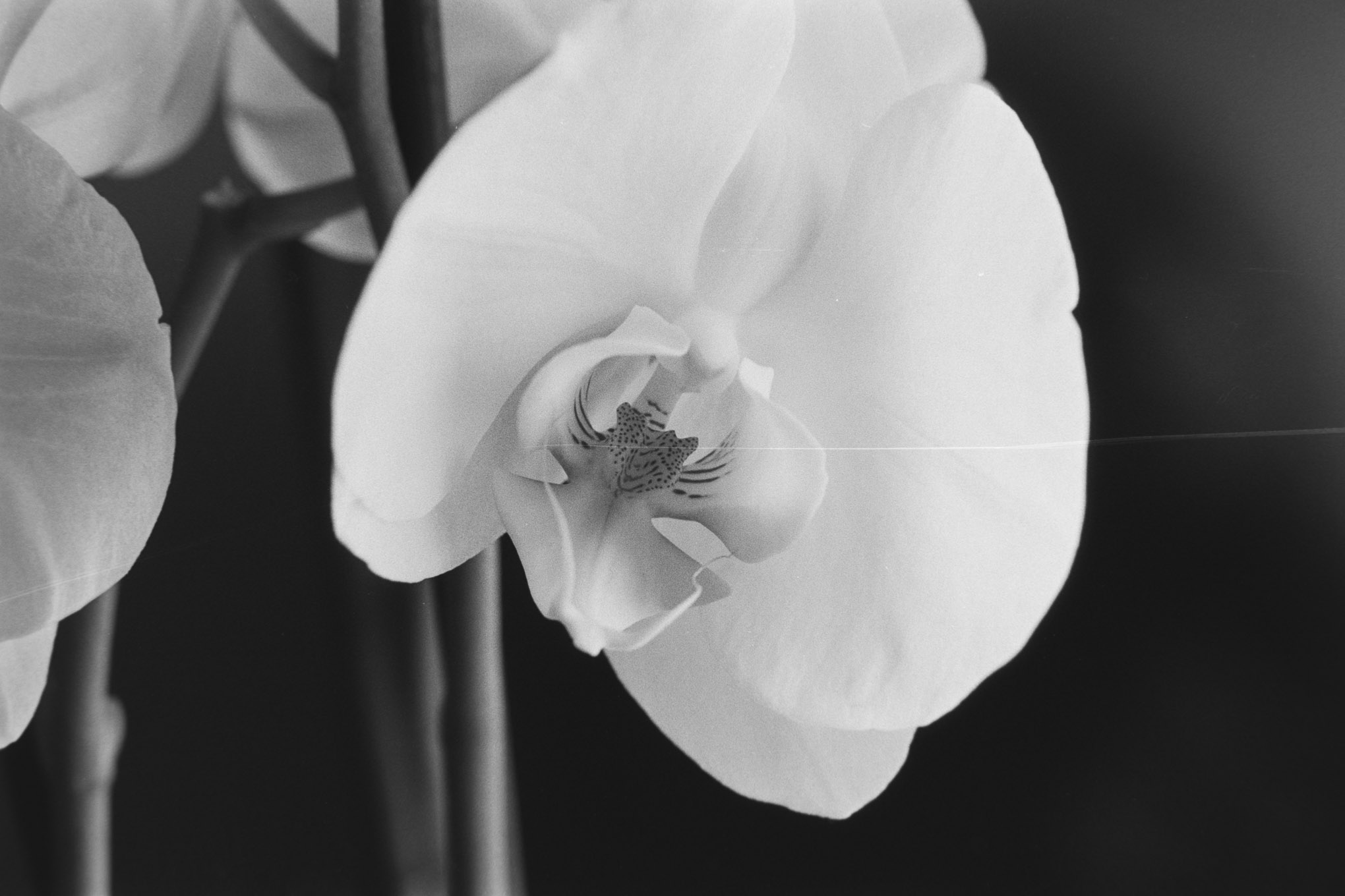 Orchids on APX100 - 7