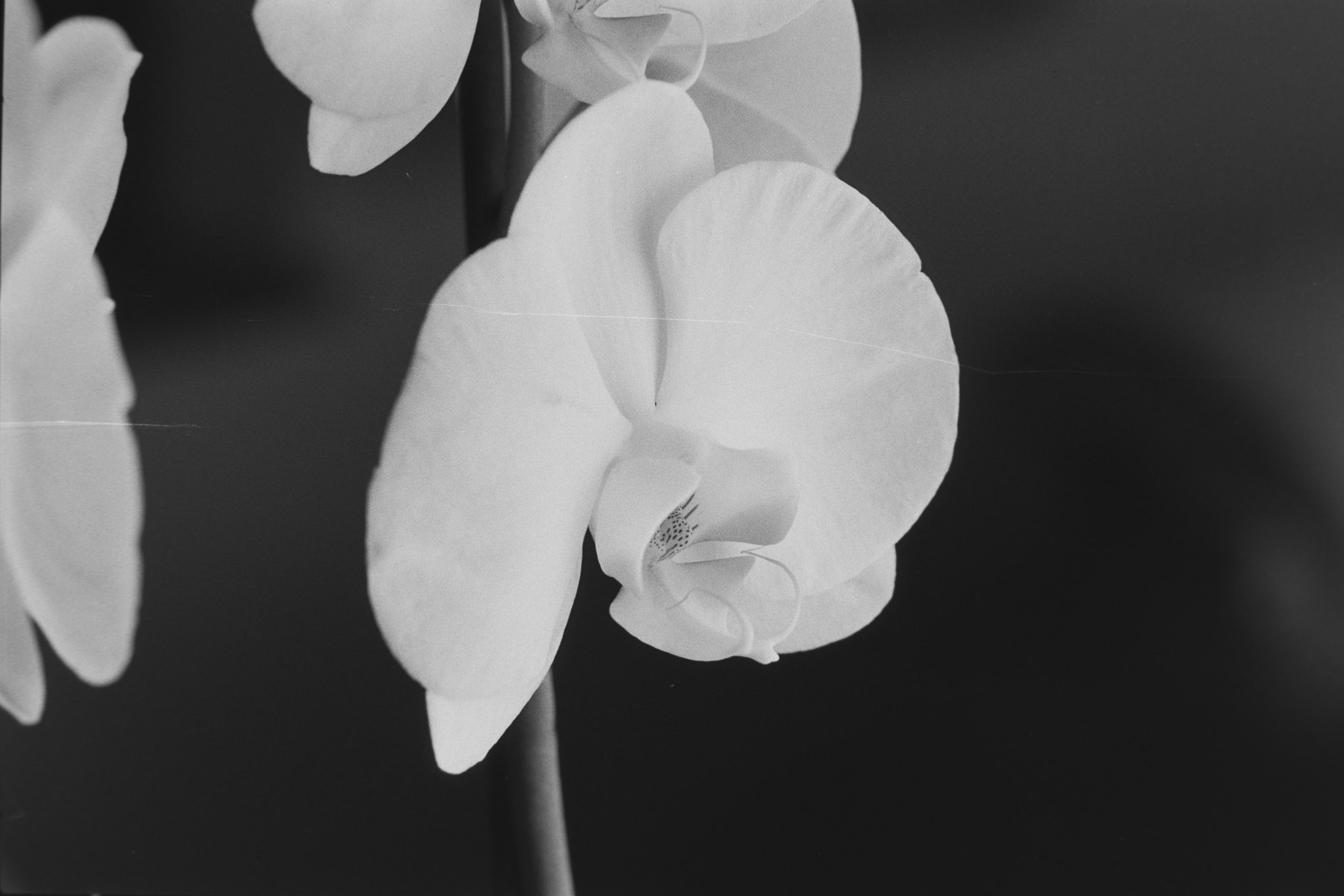 Orchids on APX100 - 8