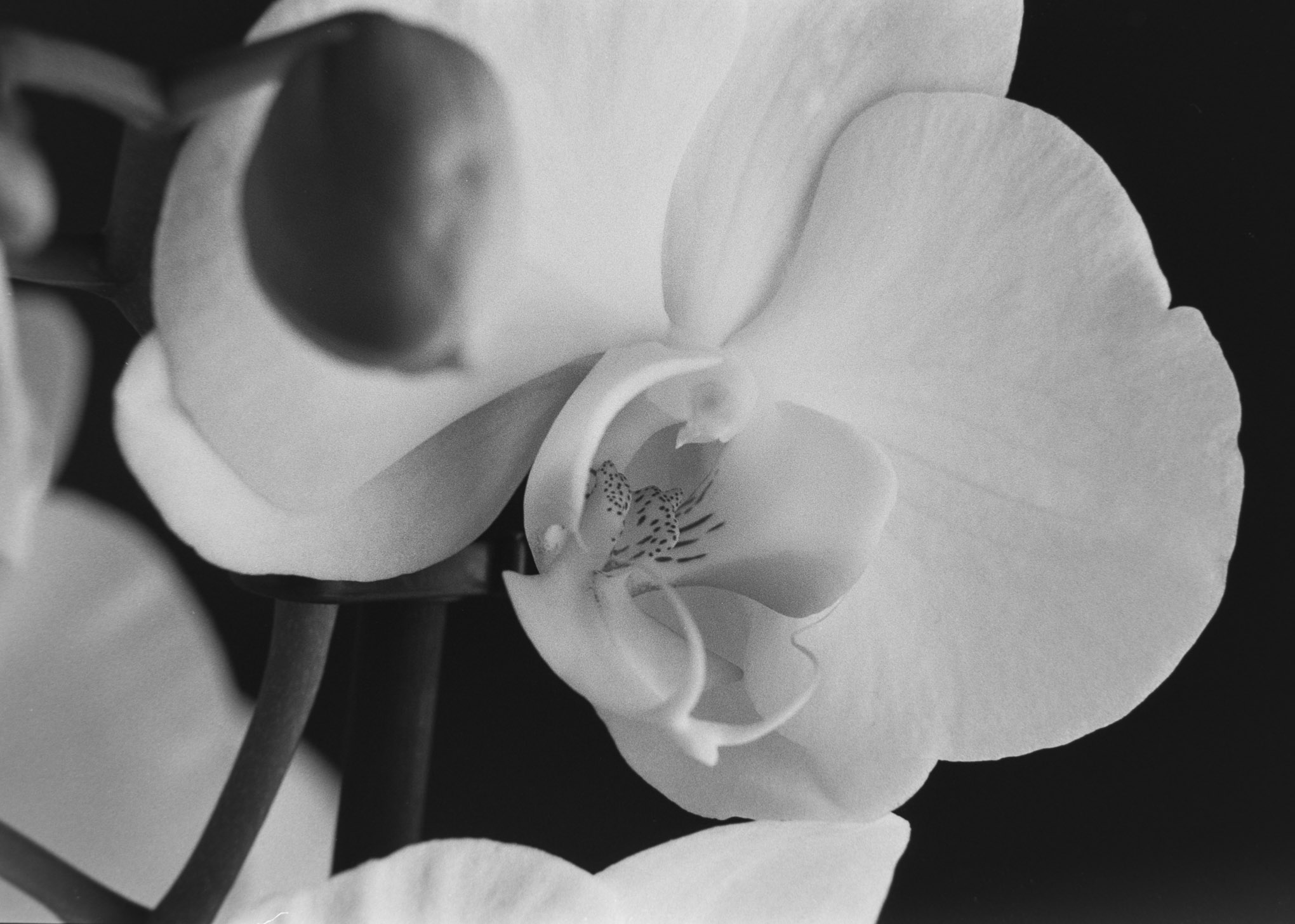 Orchids on APX100 - 9